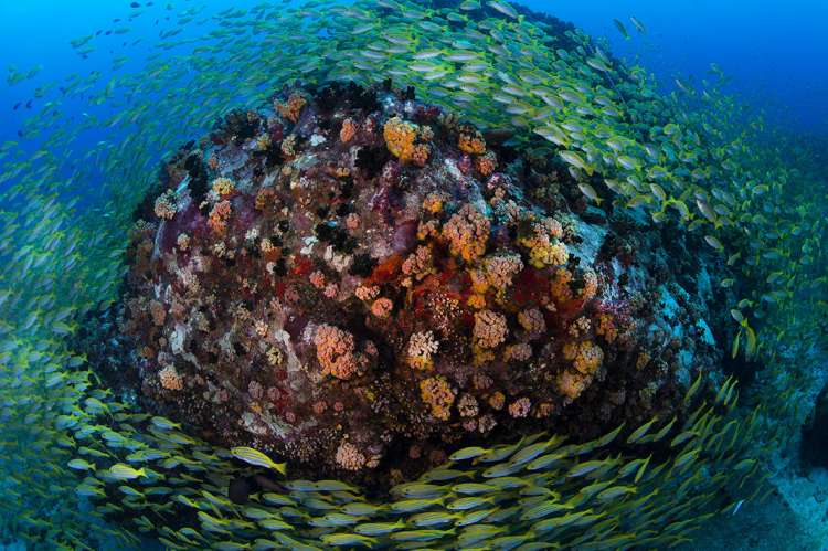 I bellissimi fondali delle Seychelles © Imran Ahmad